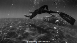 "Levitation"
This photo shoot in one of the amazing dive... by Parnupong Norasethkamol 